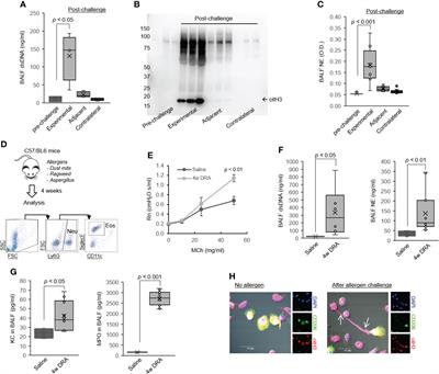 Targeting ETosis by miR-155 inhibition mitigates mixed granulocytic asthmatic lung inflammation